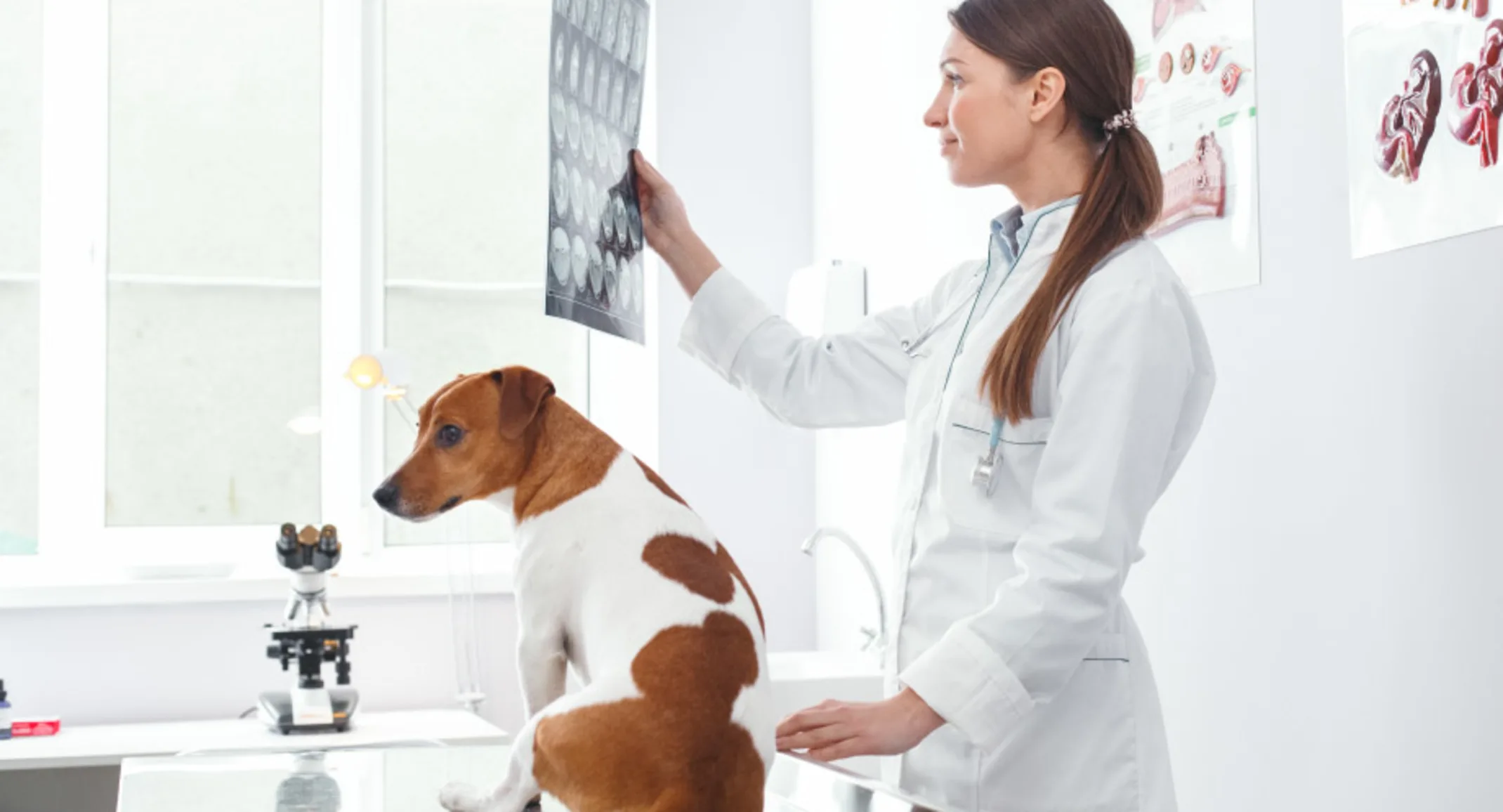 Woman Vet inspecting X-Rays Woman Vet inspecting X-Rays
