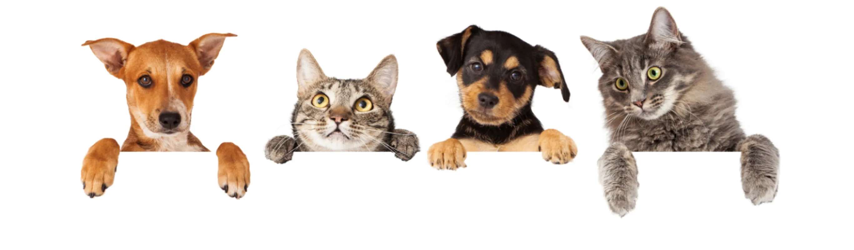 Dogs and Cats Hanging Over a White Banner Dogs and Cats Hanging Over a White Banner