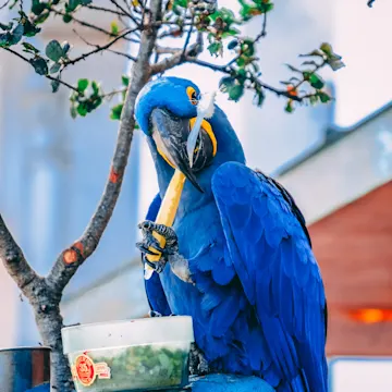 Blue bird holding tooth brush Blue bird holding tooth brush