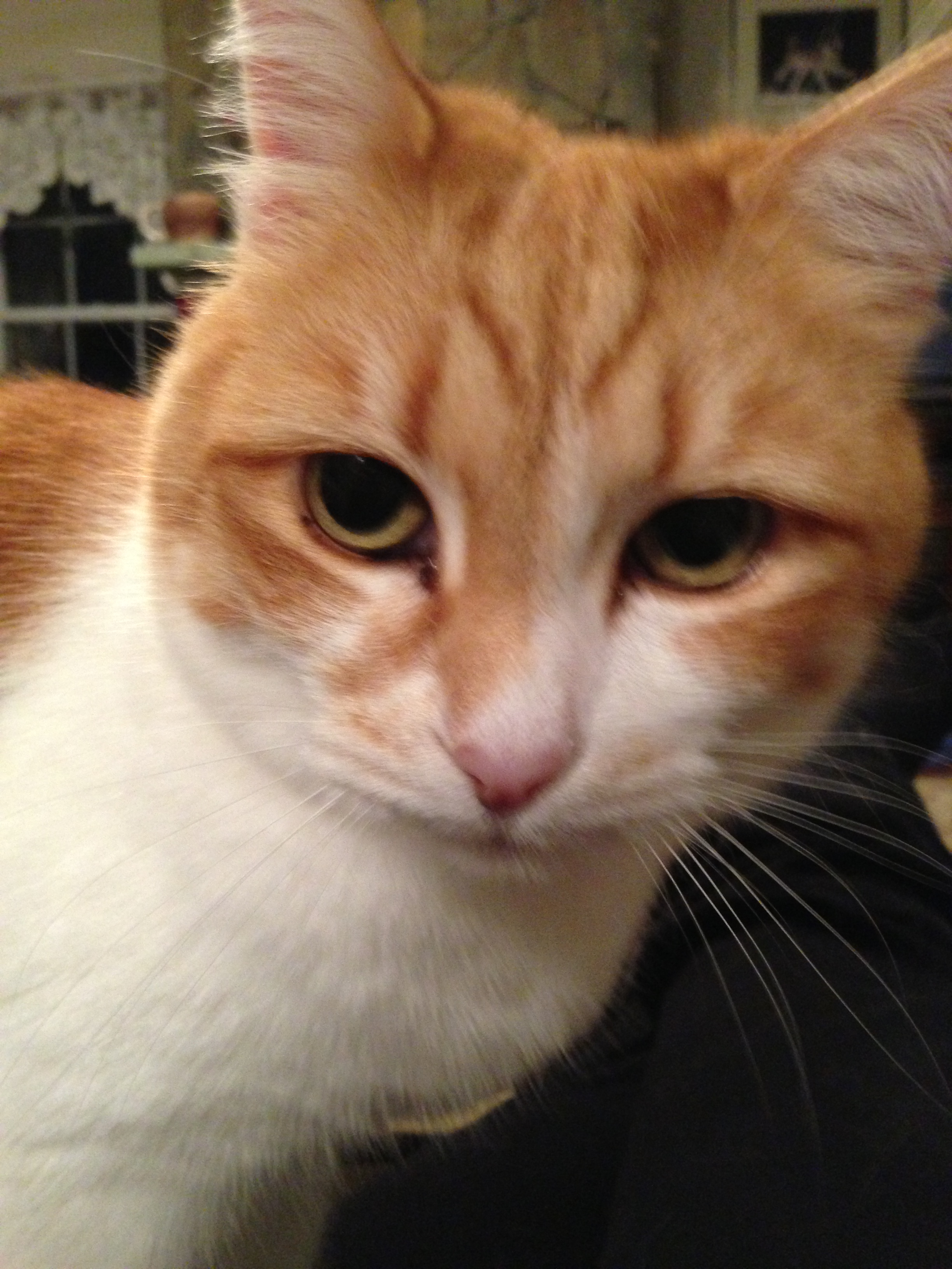 Pixie Whitfield, 2014