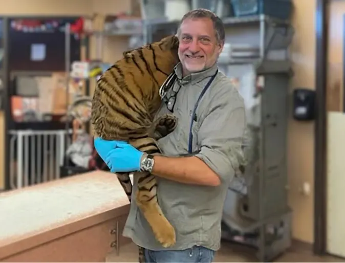 Palm Glen Animal Hospital saves tiger abandoned on Phoenix highway Palm Glen Animal Hospital saves tiger abandoned on Phoenix highway