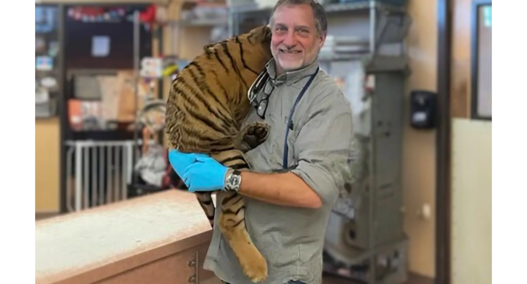 Palm Glen Animal Hospital saves tiger abandoned on Phoenix highway Palm Glen Animal Hospital saves tiger abandoned on Phoenix highway