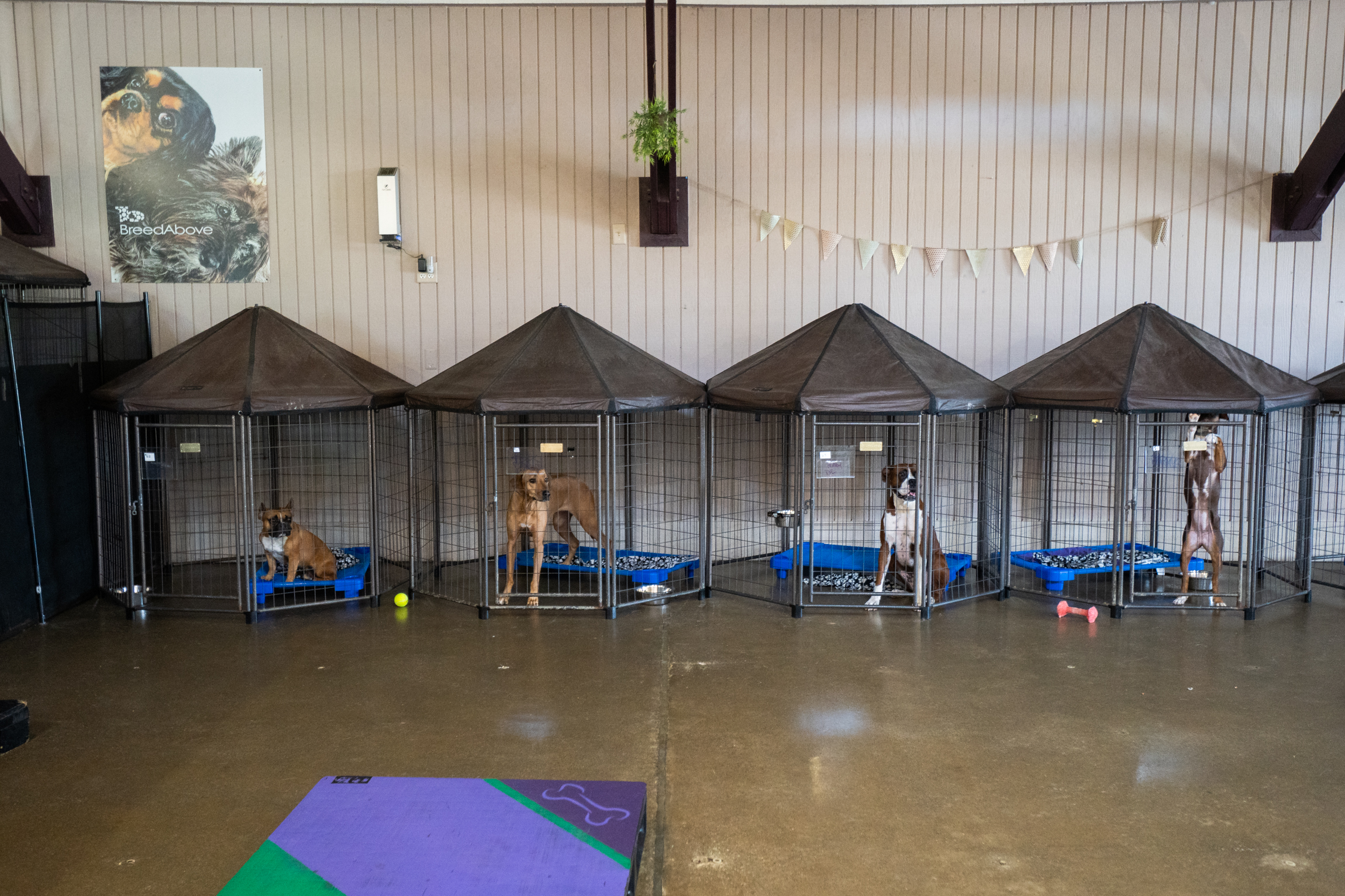 Breed Above Indoor Area for Pets