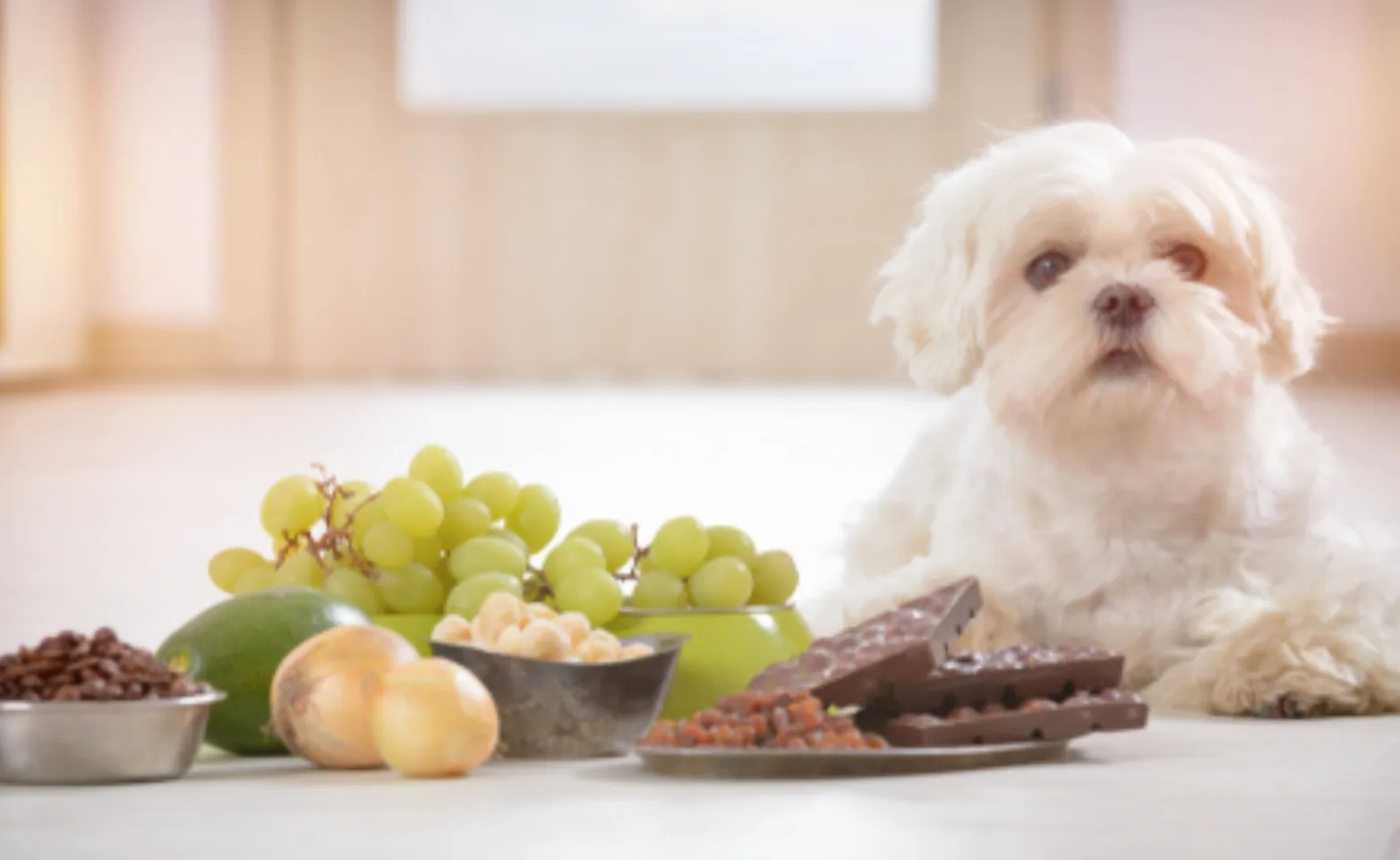 White Dog Lying Next to Poisonous Foods for Dogs White Dog Lying Next to Poisonous Foods for Dogs