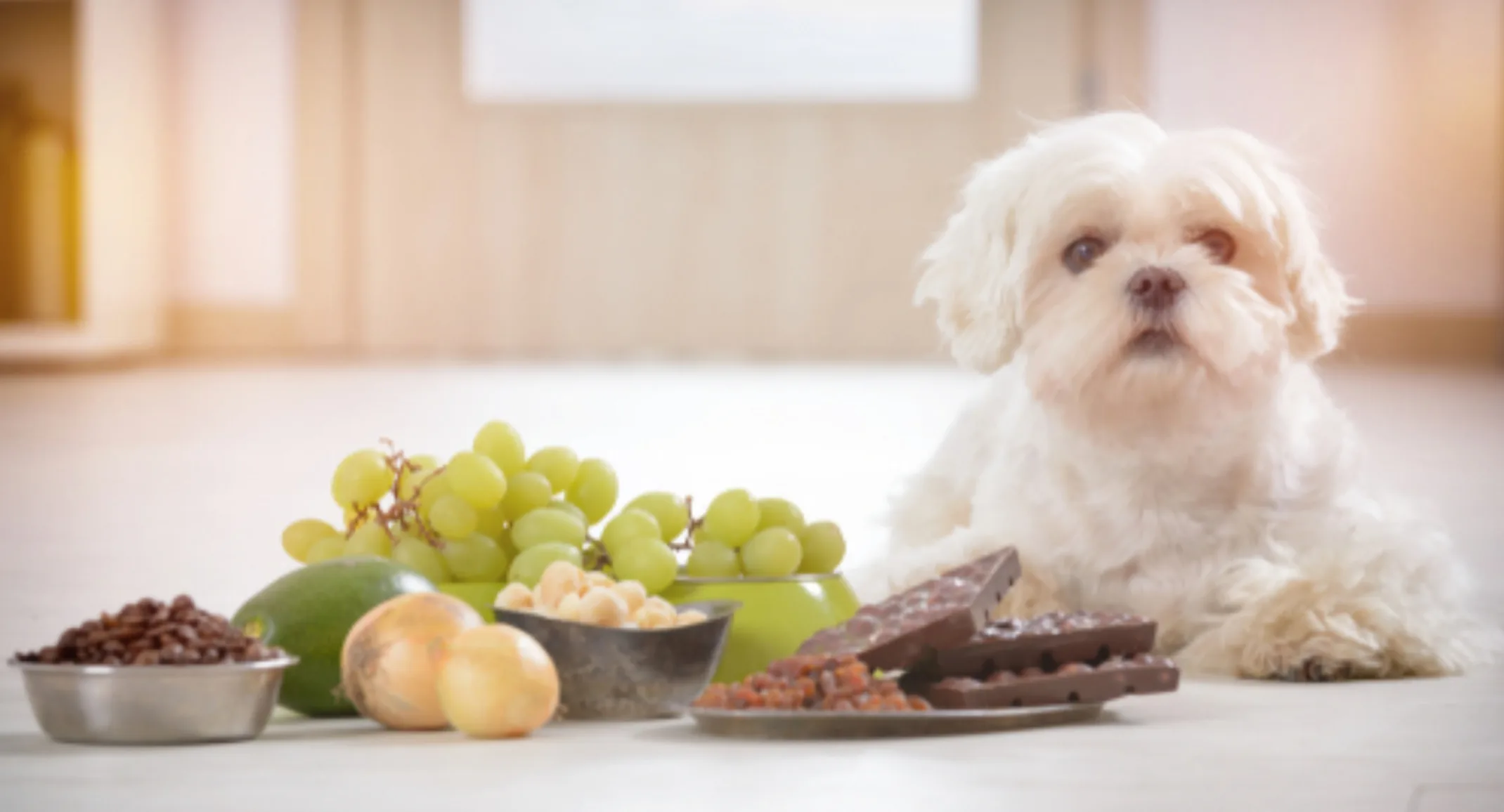 White Dog Lying Next to Poisonous Foods for Dogs White Dog Lying Next to Poisonous Foods for Dogs