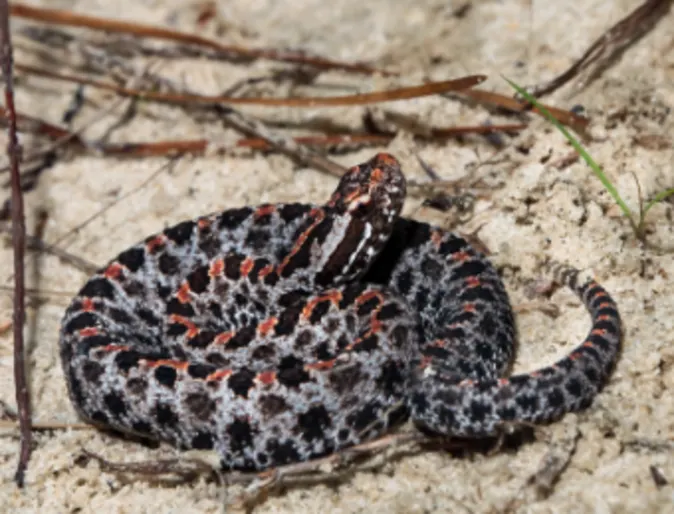 Pygmy Rattlesnake Pygmy Rattlesnake