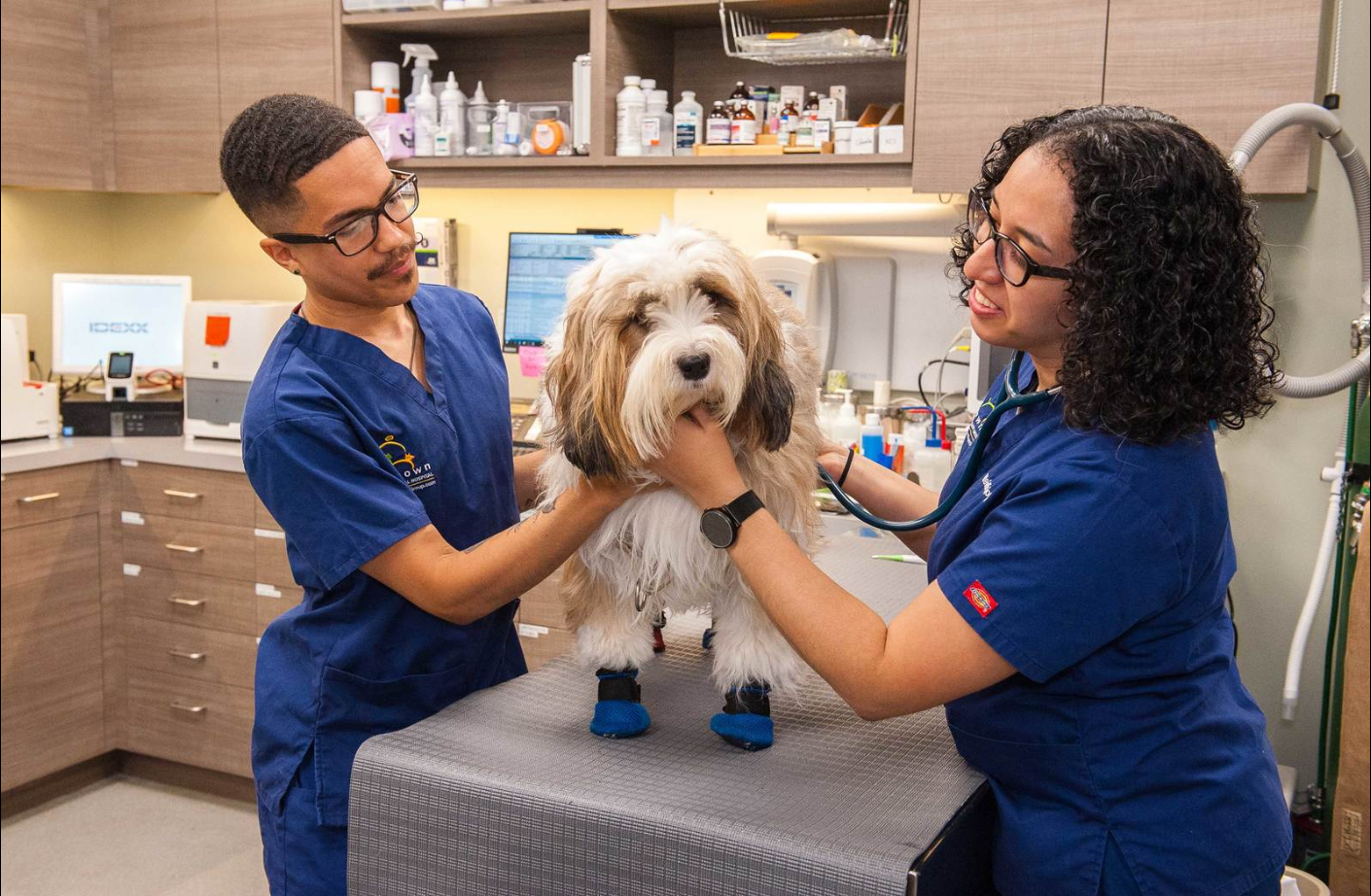 Our Veterinary Services | Battery Park Veterinary Hospital