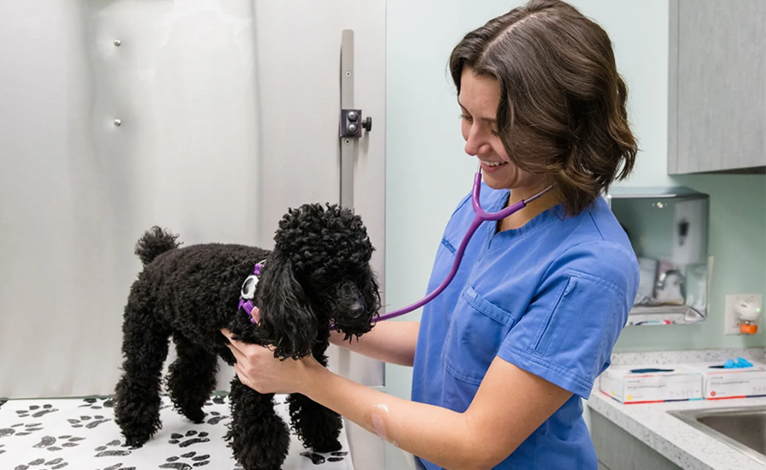 Battery Park Veterinary Hospital Staff examining a dog