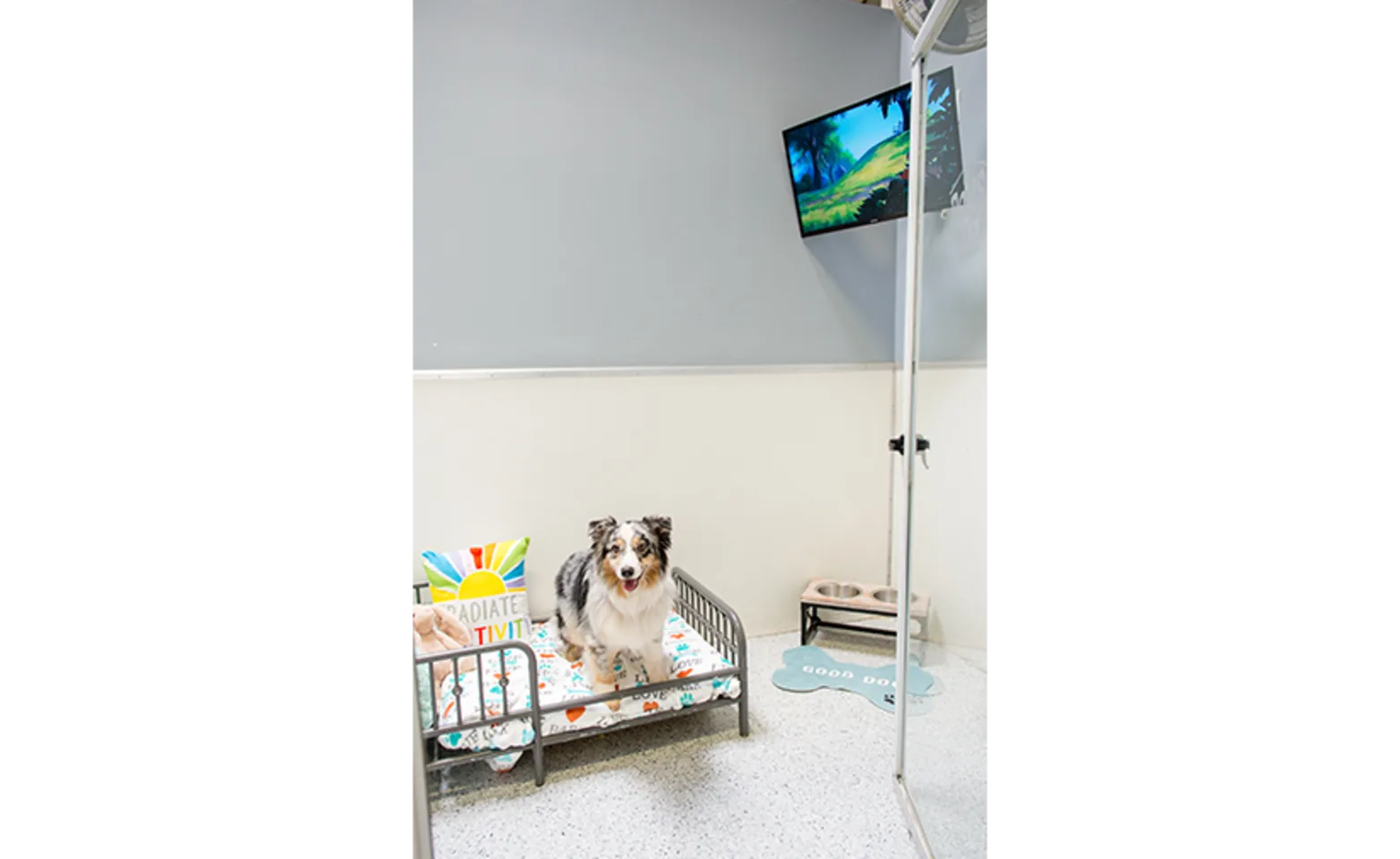 Dog laying in bed in luxury suite