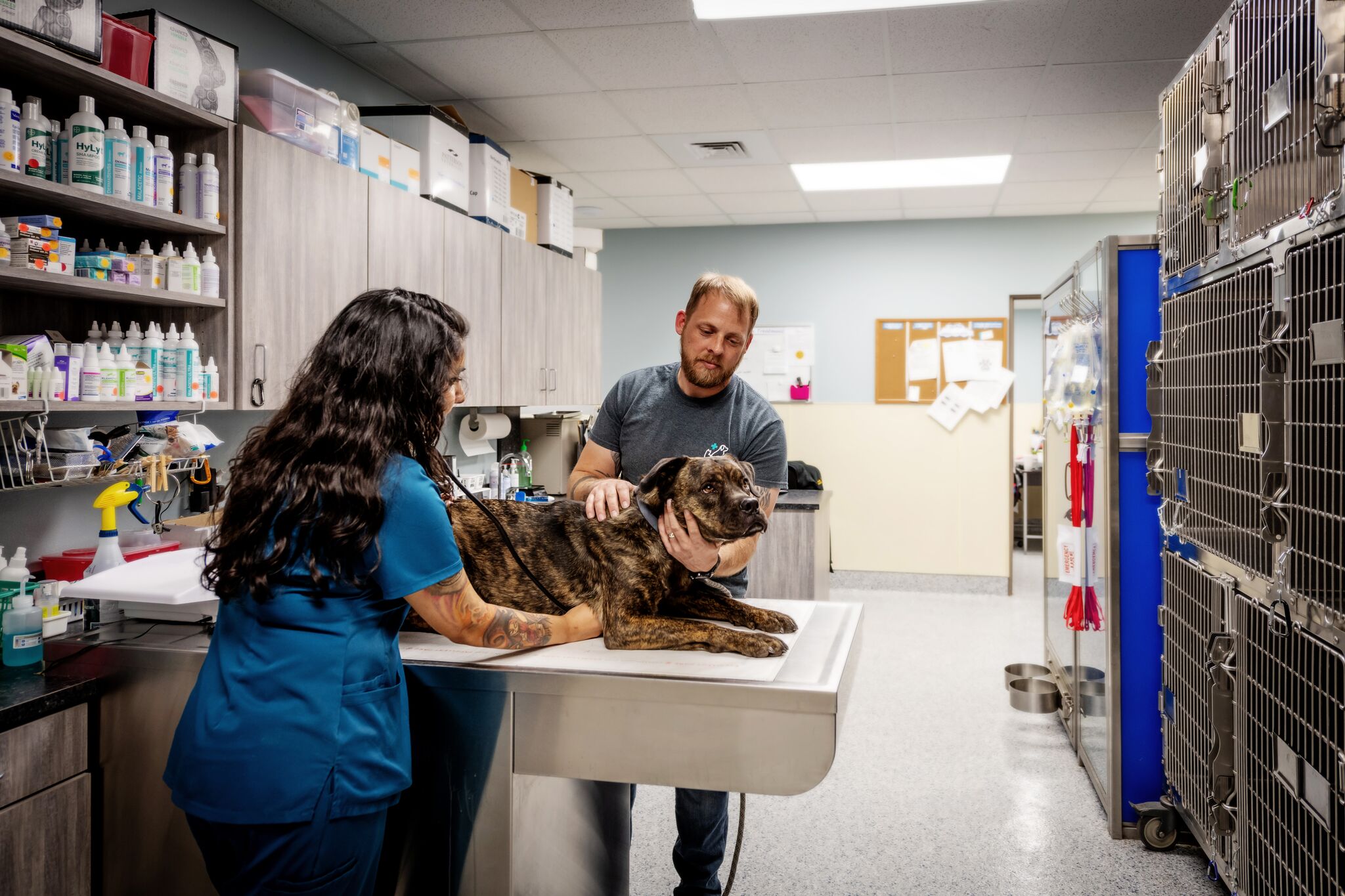 Dog on Exam Table 