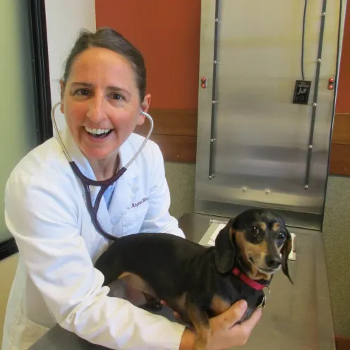 Veterinarian smiling with a black and brown Dachshund.