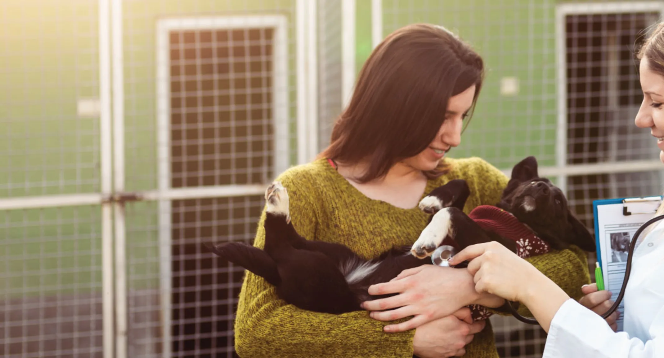 Dog and Woman at Pet Shelter Dog and Woman at Pet Shelter