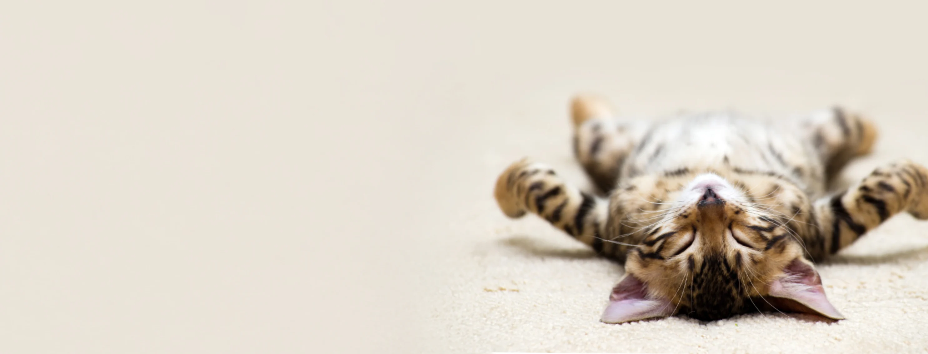 cat laying on back cat laying on back