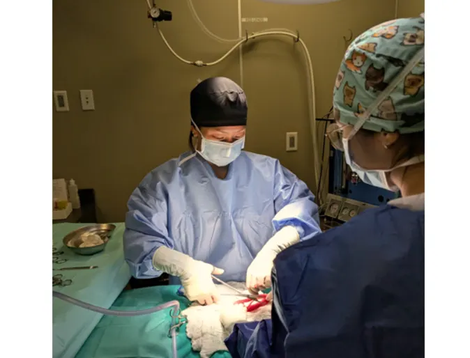 Two vets performing surgery on a patient. Two vets performing surgery on a patient.