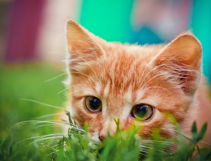 Cat Cat