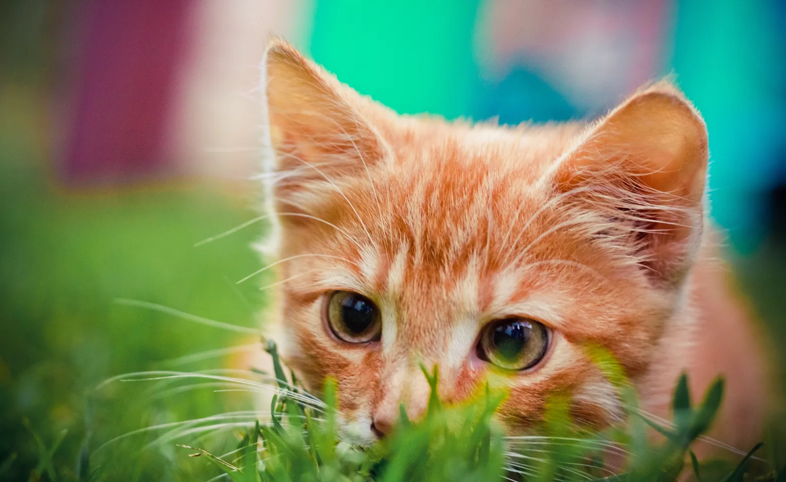 Cat Cat