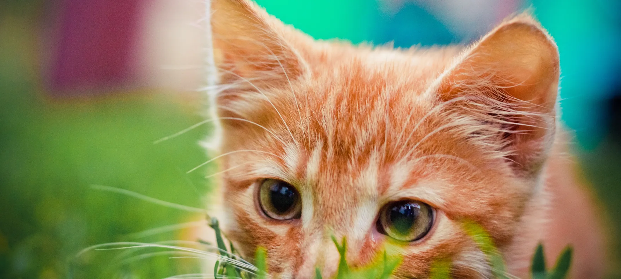 Cat Cat