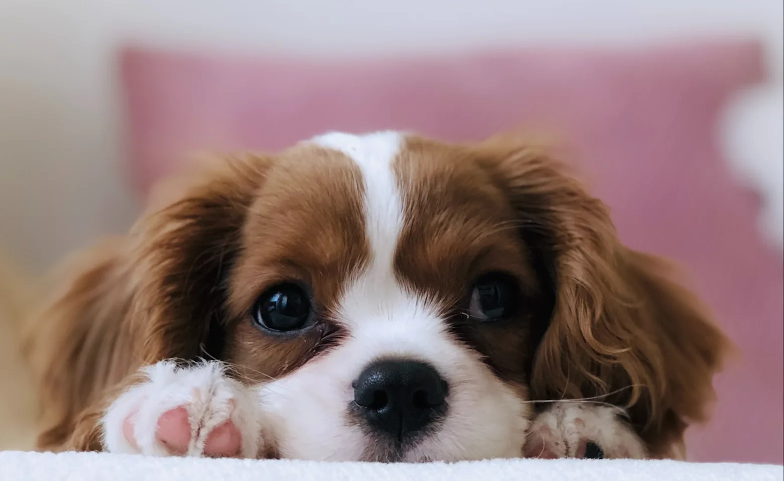 Cute puppy Cute puppy