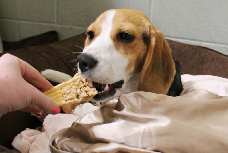 Dog eating at Rover Oaks Pet Resort