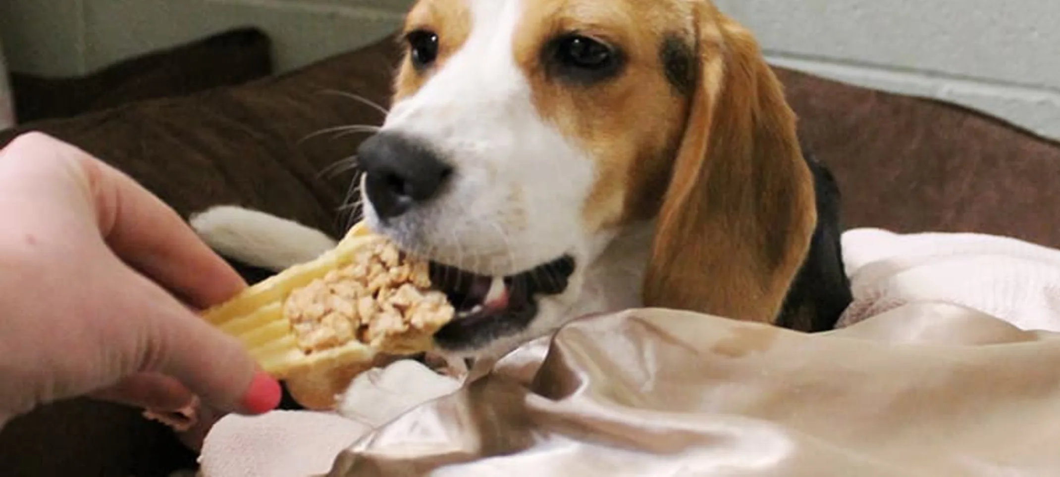 Dog eating at Rover Oaks Pet Resort Dog eating at Rover Oaks Pet Resort