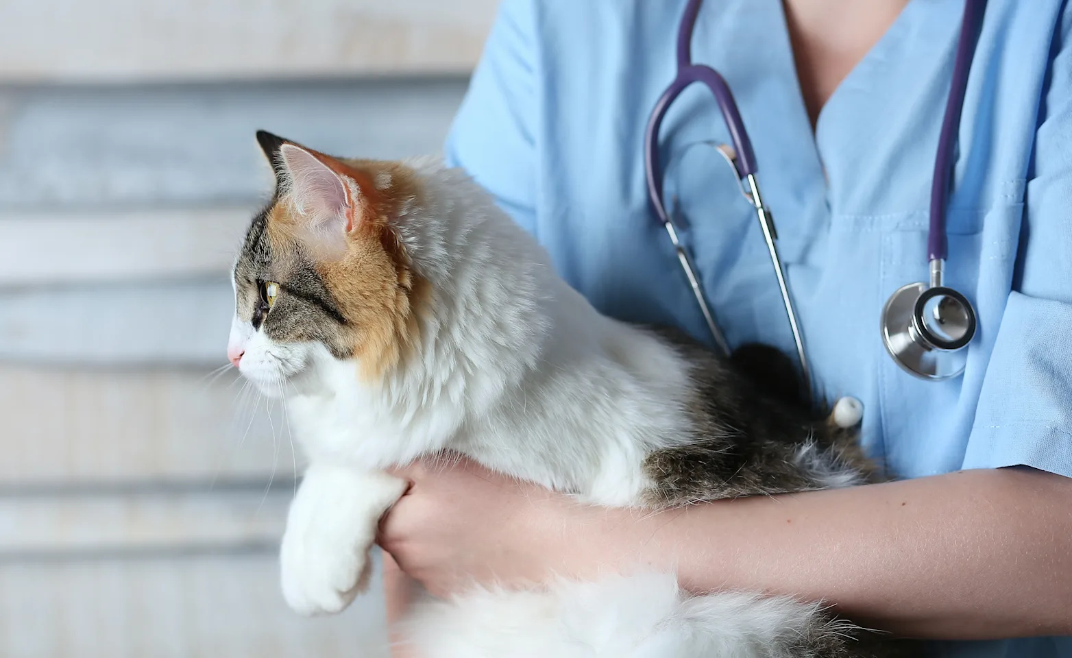 A doctor holding onto a calico cat. A doctor holding onto a calico cat.
