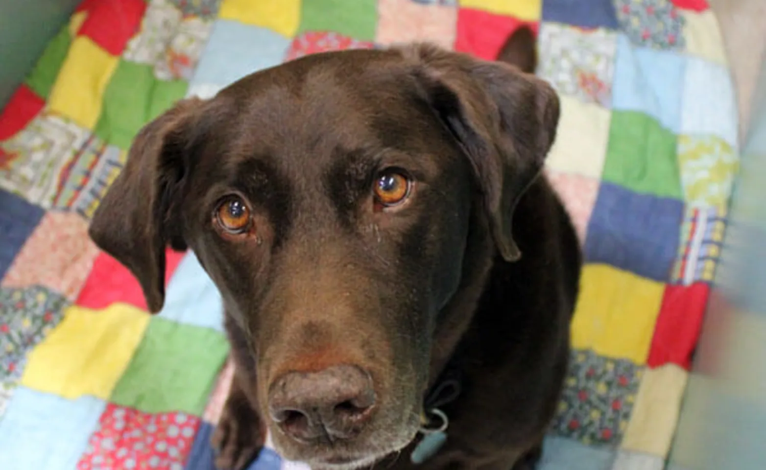 Dog sitting on a blanket at Conejo Valley Veterinary Hospital