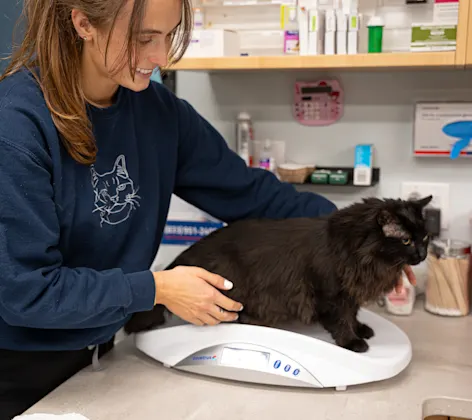 Veterinarian checking a cat on a scale Veterinarian checking a cat on a scale