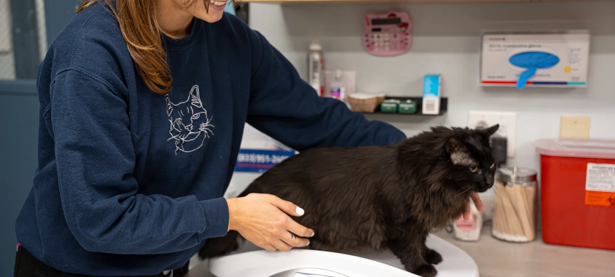 Veterinarian checking a cat on a scale Veterinarian checking a cat on a scale