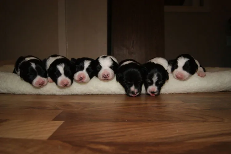 Puppies sleeping on a white cloth