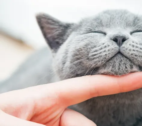 Grey Cat Chin Scratch