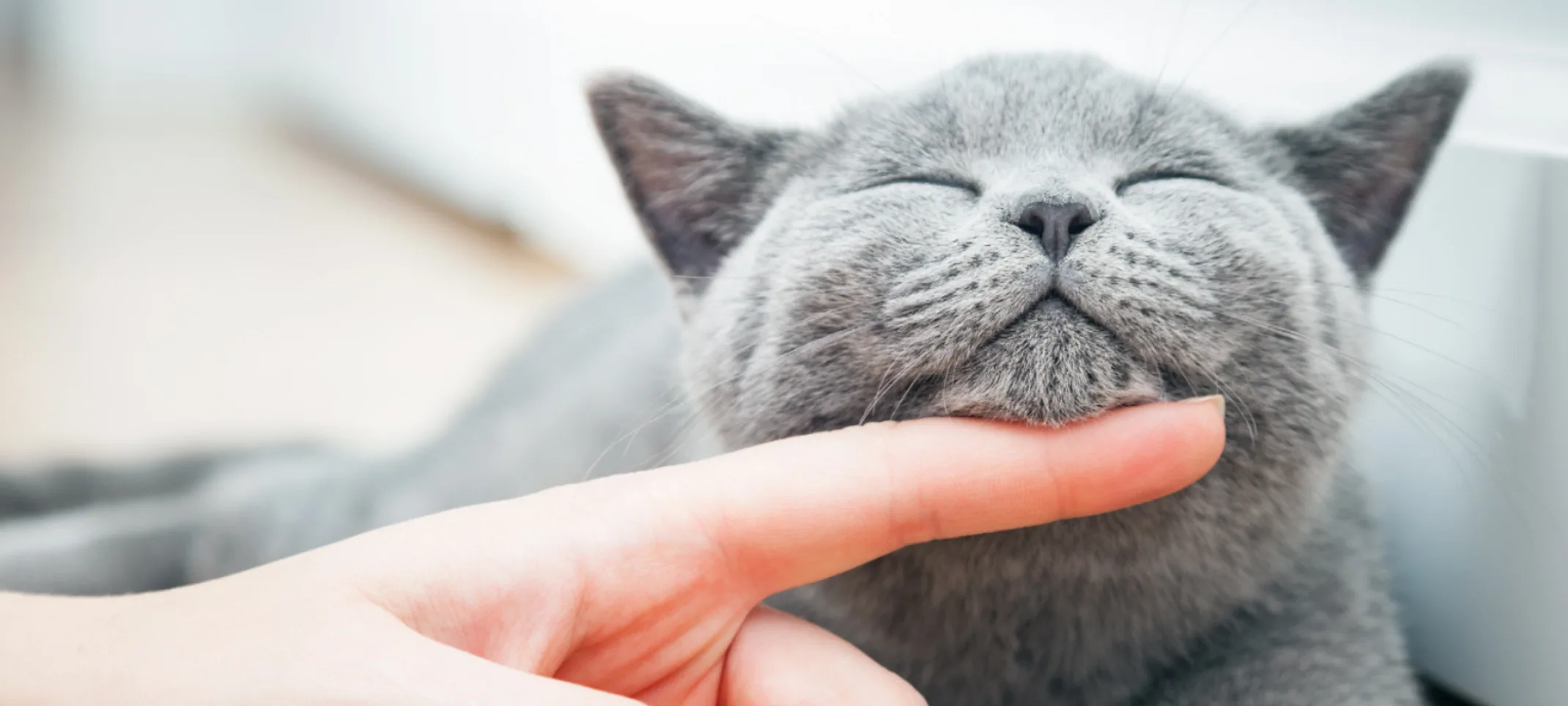 Grey Cat Chin Scratch