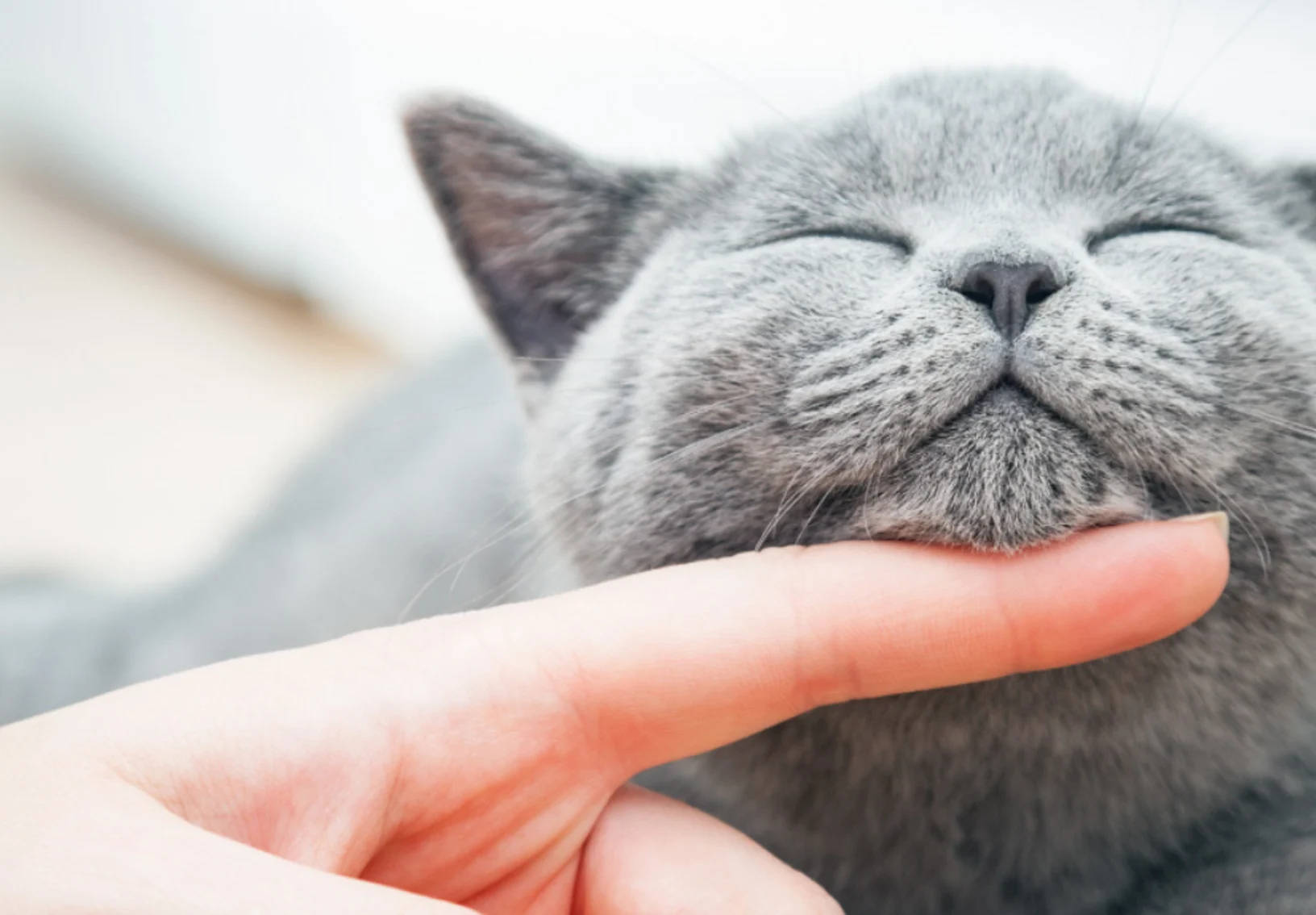 Grey Cat Chin Scratch Grey Cat Chin Scratch