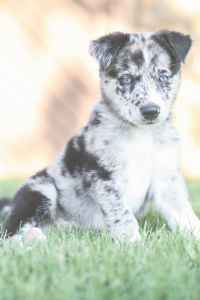 Dog with blue eyes sitting in the grass