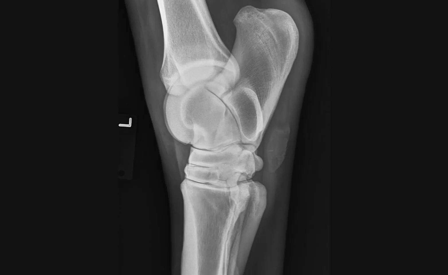 A digital radiograph of a horse hock A digital radiograph of a horse hock