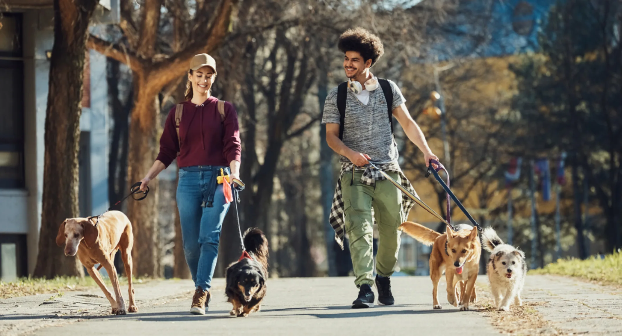 Man and Woman Walking 4 Dogs Outside Man and Woman Walking 4 Dogs Outside