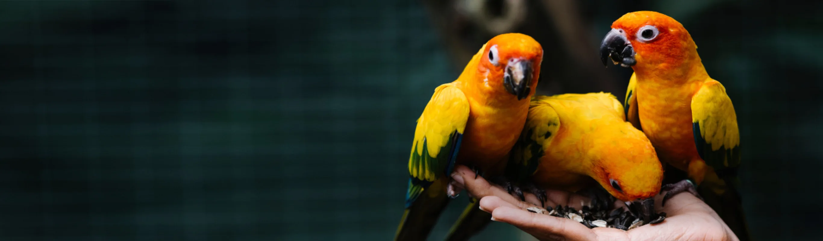 Veterinarian Holding & Feeding Three Orange/Yellow Small Birds