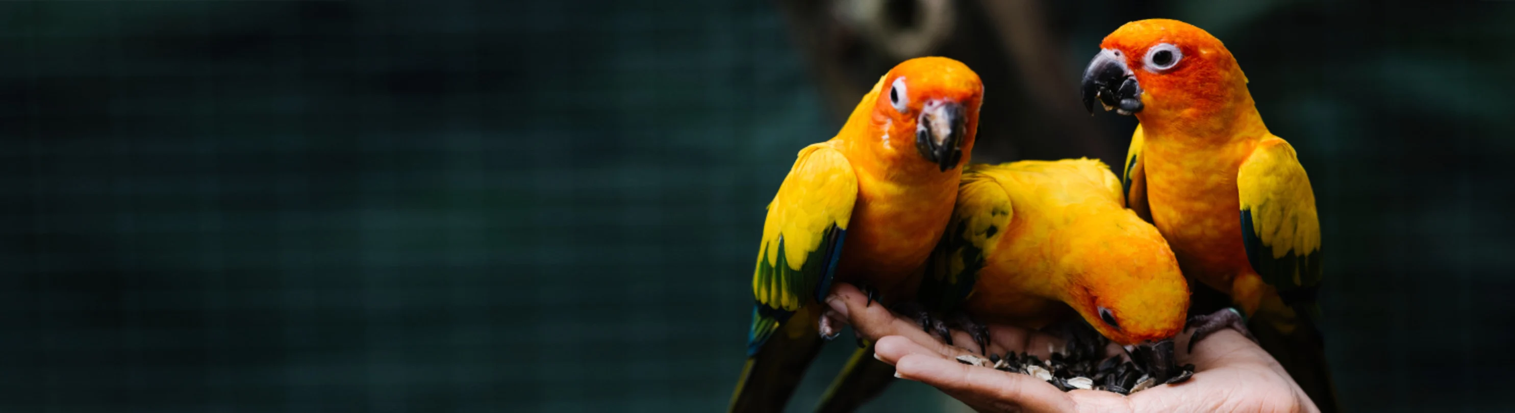 Veterinarian Holding & Feeding Three Orange/Yellow Small Birds Veterinarian Holding & Feeding Three Orange/Yellow Small Birds