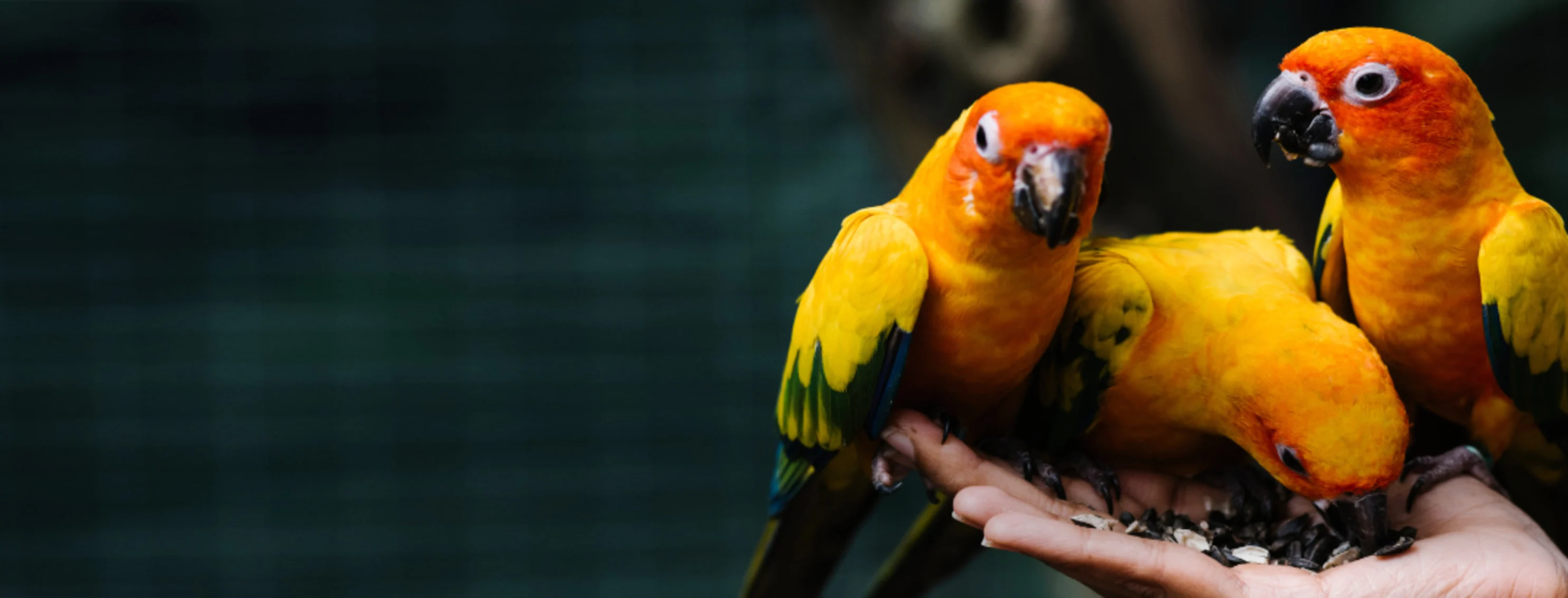 Veterinarian Holding & Feeding Three Orange/Yellow Small Birds Veterinarian Holding & Feeding Three Orange/Yellow Small Birds