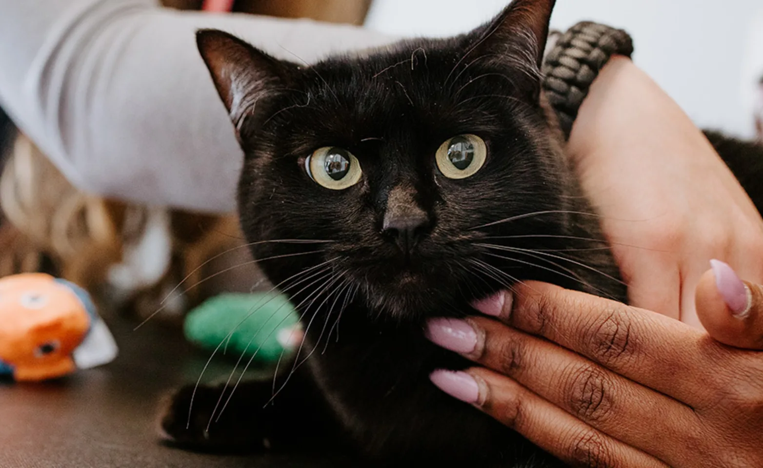 black cat being examined at Shoreline Central