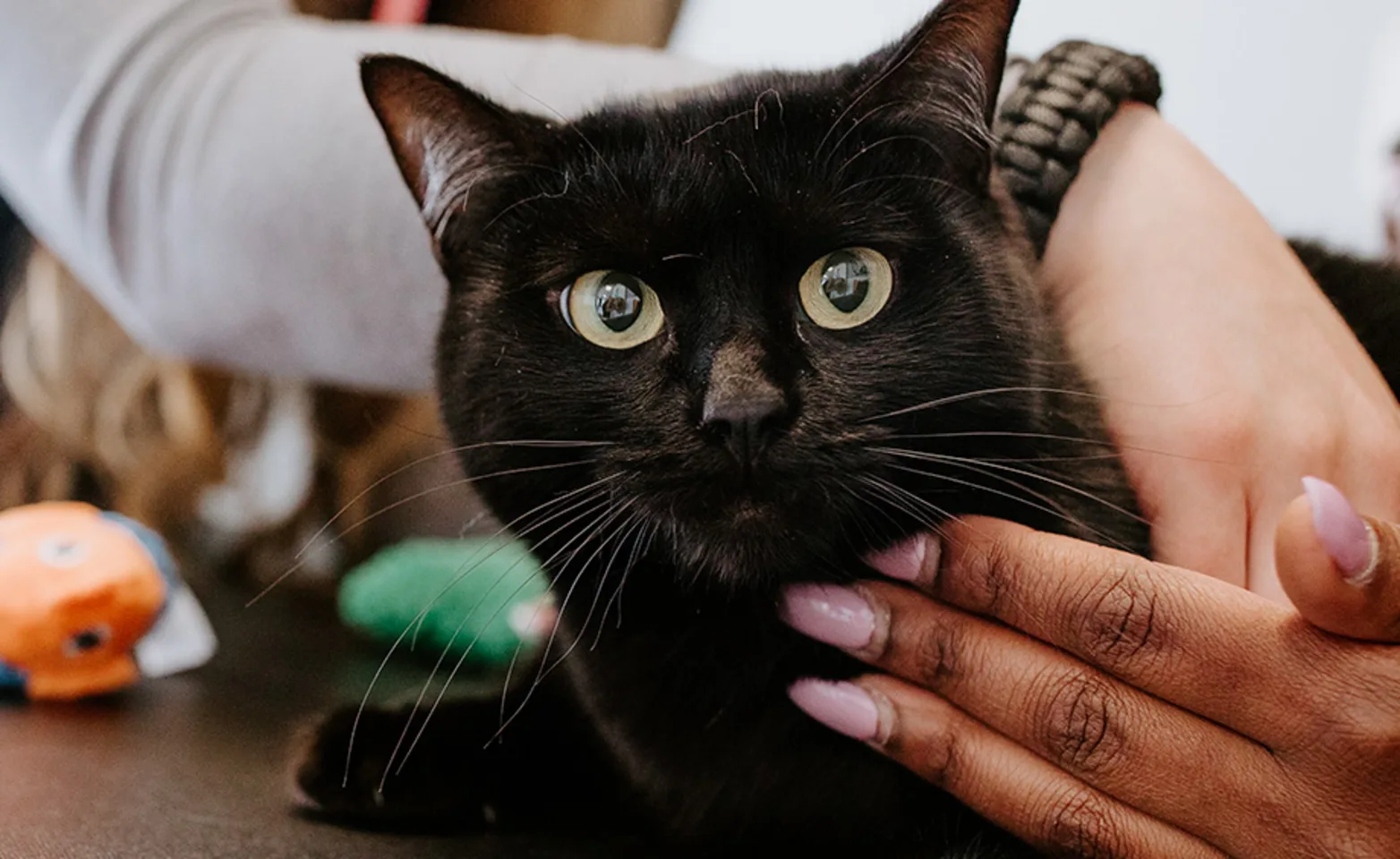 black cat being examined at Shoreline Central black cat being examined at Shoreline Central
