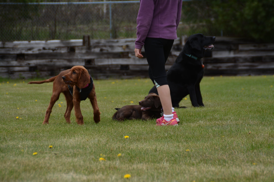 Three dogs playing outside with someone at All Creatures Veterinary Clinic
