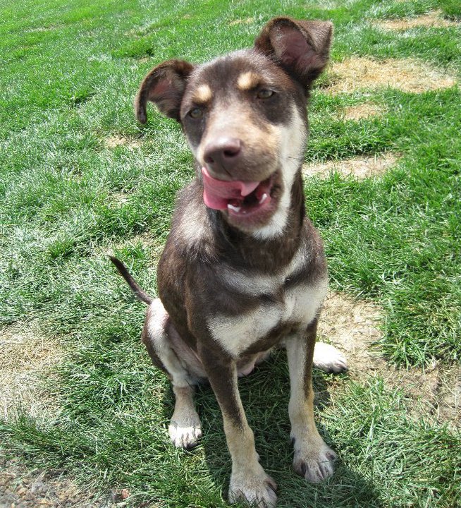 a healed edy the dog