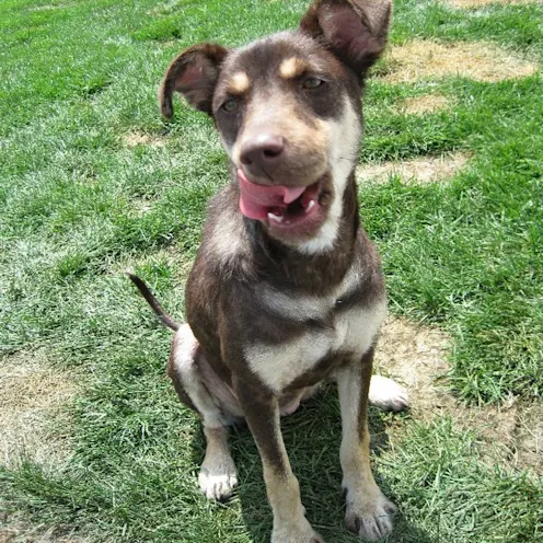 a healed edy the dog a healed edy the dog