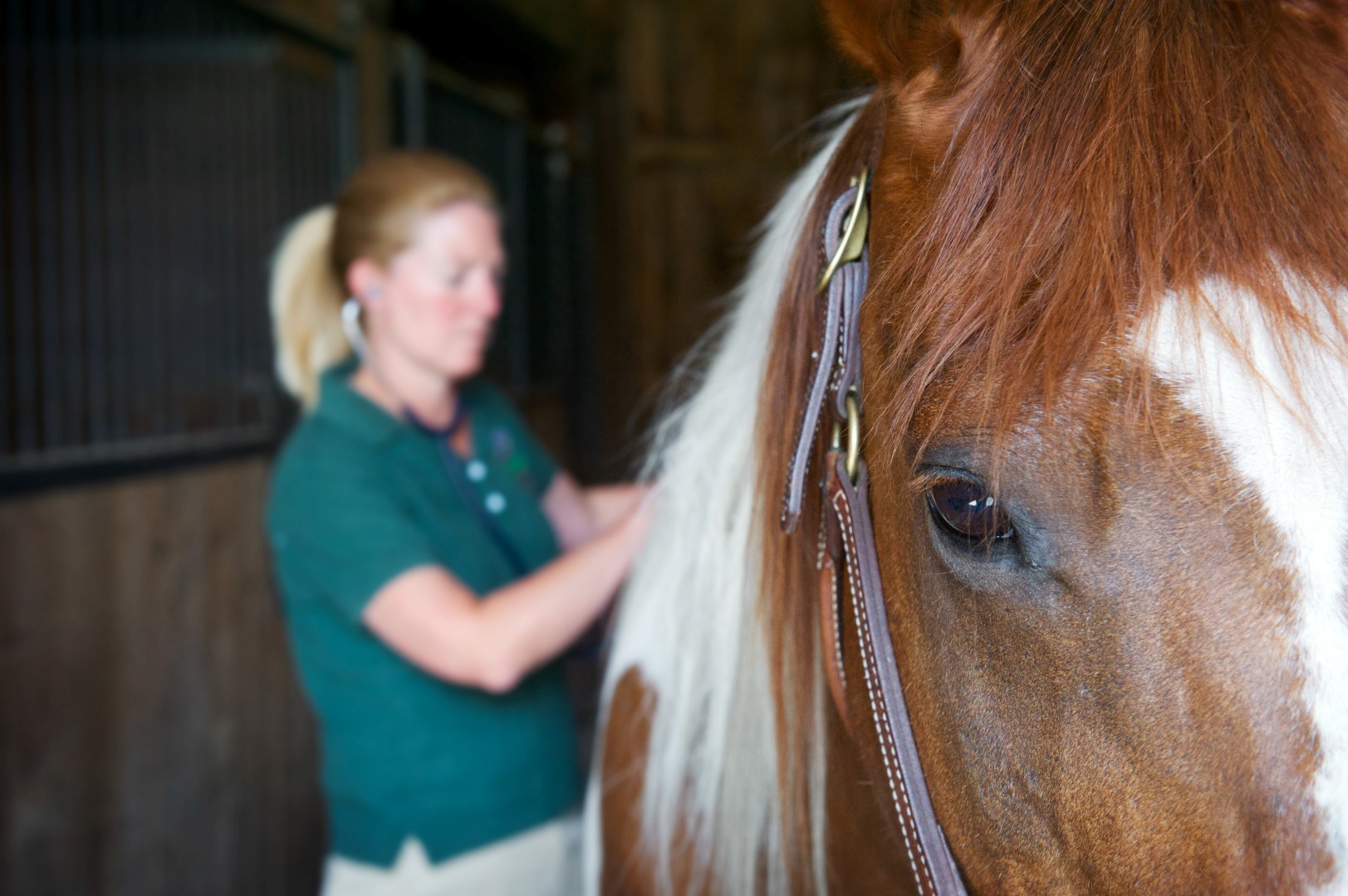 Henniker Veterinary Hospital staff member with horse