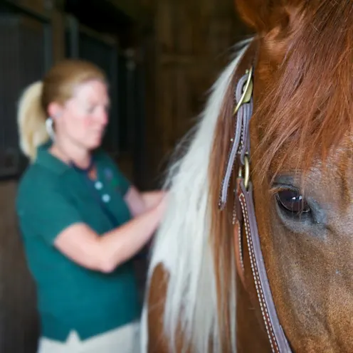 Henniker Veterinary Hospital staff member with horse Henniker Veterinary Hospital staff member with horse