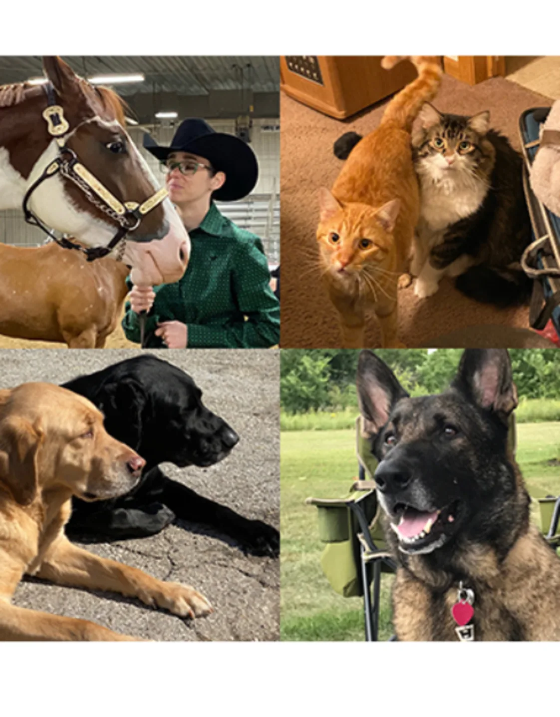 Heather of Value Vet, her horse, dogs, and cats. Heather of Value Vet, her horse, dogs, and cats.