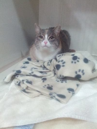 Grey and white cat sitting on a blanket