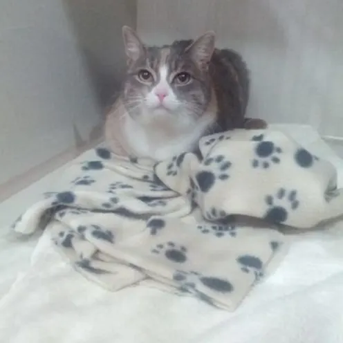 Grey and white cat sitting on a blanket