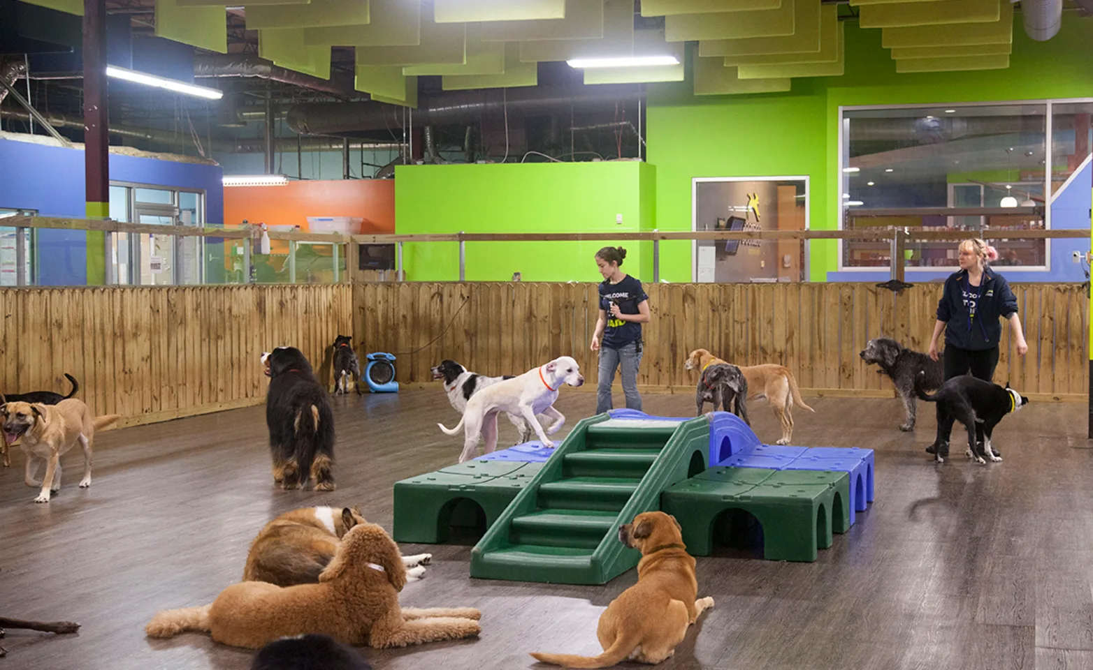 Dogs playing Dogs playing