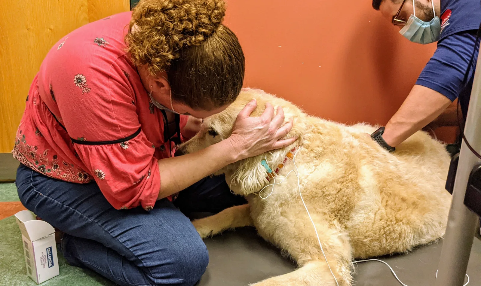 Dr. Rupp Head-to-Head with Golden Retriever